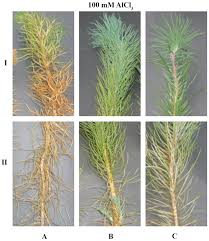 Image result for Crepidorhopalon tenuis