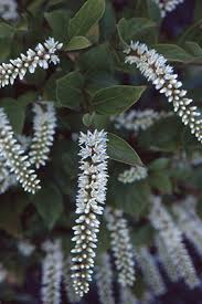 Image result for Iteaceae