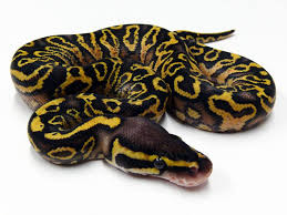 Pastel Yellow Belly Trick Morph List World Of Ball Pythons Ball Python Cute Snake Python