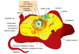 Sel Hewan Gambar Bagian Bagian Struktur Dan Fungsinya