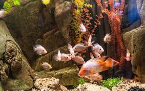 We did not find results for: Maintaining Tropical Fish Tank Water