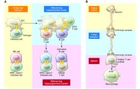 Start studying relay race 9/6. Jci Signaling At Neuro Immune Synapses