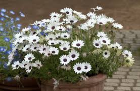 Image result for Osteospermum