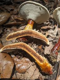 Image result for Ganoderma curtisii