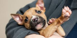 The Importance of Spaying or Neutering - LifeLine Animal Project