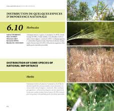 Image result for Hyparrhenia newtonii