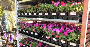 Home depot is selling ready to plant cherry blossom trees for just 39. The Home Depot Spring Savings Event Save On Lawn Garden Major Appliances Furniture More