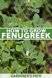 The findings presented in this review paper will be useful for consumers. How To Grow Fenugreek Gardener S Path
