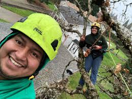 Remembering Phillip Bollinger, Mount Vernon's Tree Man