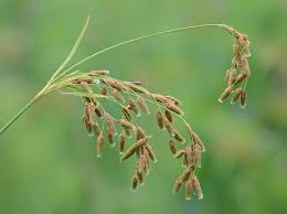 Image result for Scirpus pendulus