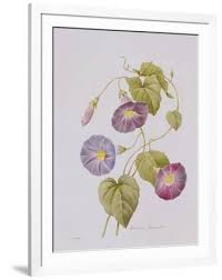 Image result for Ipomoea violacea