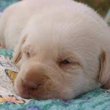 Newborn Labrador Puppies Puppies At 2 Weeks Old Eyes Opened Labradorpuppies Labradorretrieveryel Labrador Retriever Lab Puppies Black Labrador Retriever