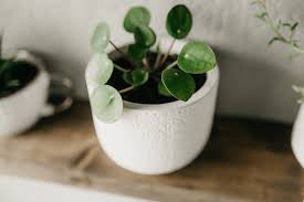 The pilea peperomioides plant is a pretty relatively compact little plant that grows about newer growth will have leaves smaller in diameter, and they could also begin curling. Chinese Money Plant Guide How To Care For A Chinese Money Plant
