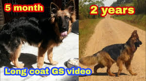 6 week old german shepherd short hair. Long Hair German Shepherd Only 5 Month Old Dog Video Youtube