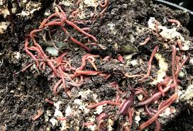 Check spelling or type a new query. Earthworms Are A Gardener S Best Friend Sara S Kitchen Garden