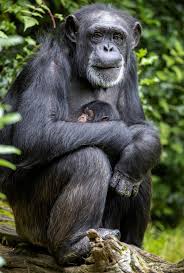 Family pet monkey materials family pet monkeys are a financial investment, and the monetary commitment does not end at the acquisition of the animal. Baby Chimpanzee Born At Chester Zoo Chester And District Standard