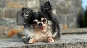 Start your adoption journey online. Tiny Chihuahua Named 2020 S American Hero Dog