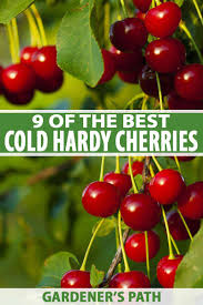 Check spelling or type a new query. 9 Of The Best Cold Hardy Cherry Trees Gardener S Path