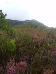 Image result for Phylica emirnensis