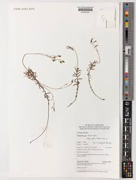 Image result for Wahlenbergia krebsii