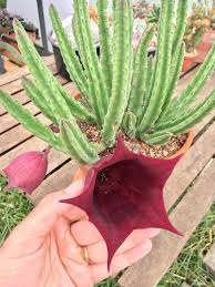 Image result for Stapelia