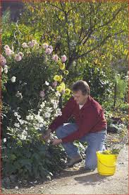 Grüne oasen für sonne und schatten 79 s. Garten Konzept 30 Tolle Graser Im Garten Gestaltungsideen Pflanzenportrats Und Pflege O66p