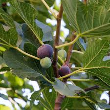 Achetez Maintenant Une Plante En Pot Figuier Brown Turkey Bakker Com