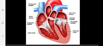 Εκτός από το χαμηλό κόστος, ένα άλλο πλεονέκτημα των ημιάκαμπτων προθέσεων είναι ότι η χειρουργική διαδικασία είναι τεχνικά ευκολότερη να. 8erapeytikes Epiloges Kai Stoxoi Se As8eneis Me Sobarh Stenwsh Aortikhs Balbidas Cardiology News