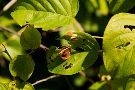 Image result for Gouania scandens