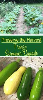 Freezing Summer Squash Vintage Mountain Crookneck Squash Recipes Freezing Yellow Squash Summer Squash