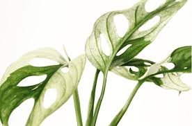 Monstera Adansonii Variegata Gronvaxtriket Plant Leaves Plants Monstera