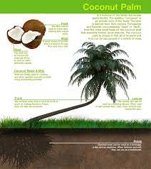 In Addition To The Tree S Natural Grace Every Part Of The Lovely Coconut Tree Has A Use Plant Leaves Coconut Palm Coconut
