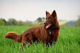 Black And Red German Shepherd Puppies Solid Red Or Liver Colored German Shepard I Have Never Actually Seen One This Color Beautiful German Shepherd Colors German Shepherd Dogs German Shepherd