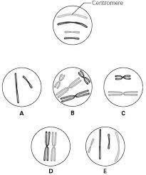 How many centromeres are in a cell at anaphase? Print Chapter 12 Flashcards Easy Notecards
