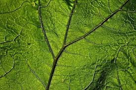 Check spelling or type a new query. 10 000 Of The Best Free Green Background In Hd
