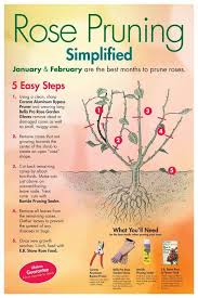 Or you can just trim the cutting down to fit inside. 7 Month Baby Food Tips Babyfoodtipsinurdu Backtoedengardeningtips Trim Rose Bushes Pruning Roses Rose Care