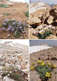 Image result for Ornithogalum flexuosum