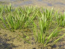 Image result for Najadaceae