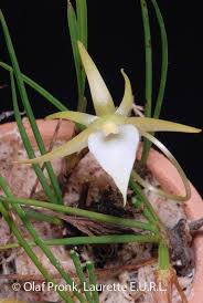 Image result for Angraecum conchiferum