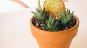 Horizontal cactus plants need pots that have a diameter 2 larger than width of the plant. Succulent Plants How To Grow And Care For Succulents Indoors