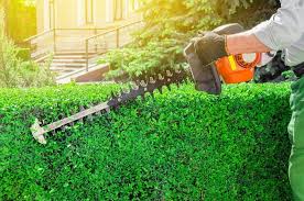 Hedge, Bush, and Shrub Trimming Services Albuquerque NM