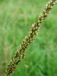 Image result for Sporobolus tenuissimus