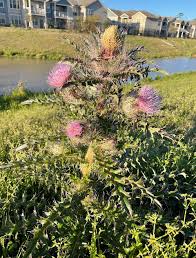 Image result for Cirsium