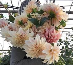 Dahlia may is a small family farm growing three acres of specialty cut flowers every year, chemical free. Dahlia Tubers Available For Sale Flowers Dahlia Dahlias Garden