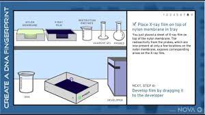Dna Fingerprint Worksheet Answers Dna Fingerprinting Lab Answers Monte In 2020 Dna Fingerprinting Worksheets Topographic Map Activities