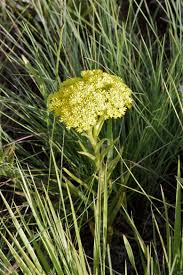 Image result for Crassula vaginata