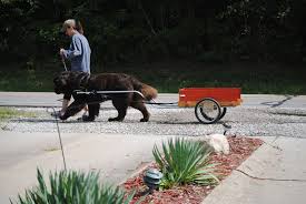 They were working dogs particularly good at draft work, pulling carts to market. Carting With Your Dog 101 My Brown Newfies