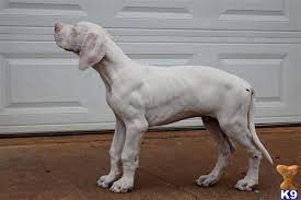 For thousands more ideas visit our main dog names library. Great Dane Puppy For Sale Pure White Euro Bred 8 Years Old