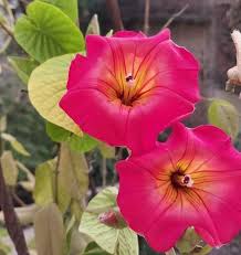 Image result for Stictocardia