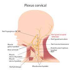 We did not find results for: Nevralgie Du Nerf D Arnold Causes Symptomes Et Traitement